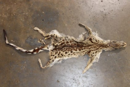 GENET CAT Hide