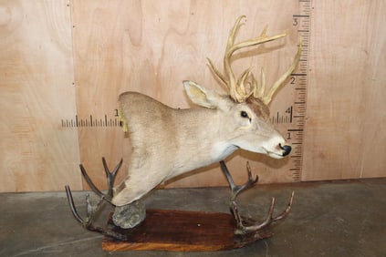 15-Point Non-Typical WHITETAIL DEER Pedestal Mount