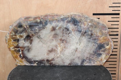 Big ARIZONA RAINBOW Petrified Wood Slice