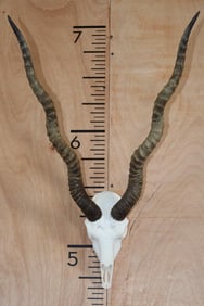 BLACKBUCK Skull