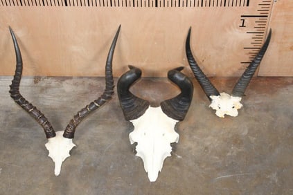 (1) IMPALA, (1) LICHTENSTEIN HARTEBEEST, and (1) REEDBOK Horns on Euro Cut Skull Caps (ONE$)
