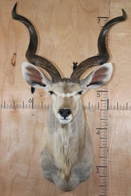 KUDU Shoulder Mount