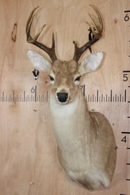 9-Point WHITETAIL DEER Shoulder Mount with a Drop Tine
