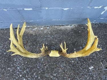 Giant Set of Reproduction 24-Point WHITETAIL DEER Antlers