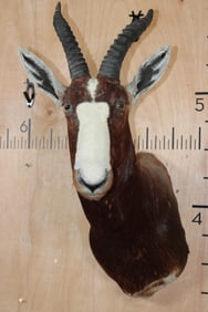 BLESBOK Shoulder Mount
