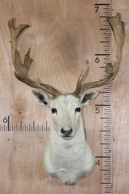 17-Point White FALLOW DEER Shoulder Mount