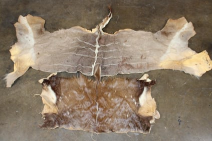 (1) KUDU Back Hide and (1) BUSHBUCK Back Hide (ONE$)