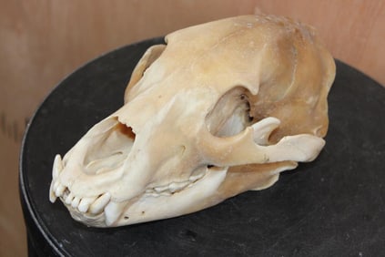 BLACK BEAR Skull