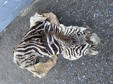 Tanned and Dried AFRICAN ZEBRA Shoulder Cape for a Taxidermy Shoulder Mount
