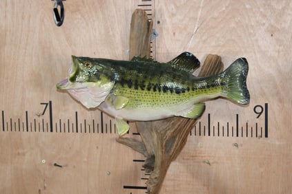 *Real Skin* BASS Mounted on a Driftwood Wall Hanger