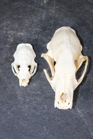 (1) FISHER Skull and (1) MINK Skull (ONE$)
