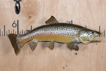 *Real Skin* BROWN TROUT with a Wall Hook