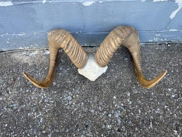 Reproduction DALL SHEEP Horns