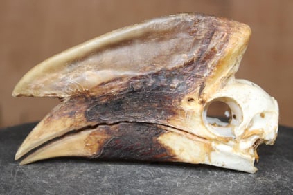 Big HORNBILL Skull