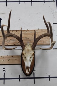 10-Point WHITETAIL DEER Skull on a Wooden Plaque