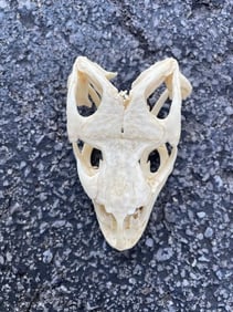 *Rarely Seen* Big GECKO LIZARD Upper Skull with All its Teeth
