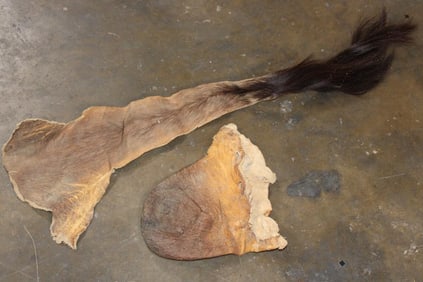 (1) CAPE BUFFALO Tail and (1) CAPE BUFFALO Scrotum (ONE$)