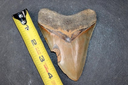 Big MEGALODON Shark Tooth Fossil