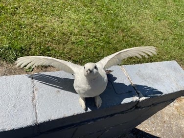 Flying Alaskan Rock PTARMIGAN Bird Mount