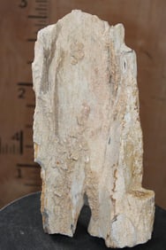 Big PETRIFIED WOOD Log