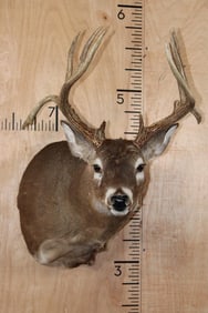 12-Point WHITETAIL DEER Shoulder Mount