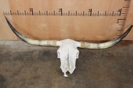 Texas LONGHORN Skull with Removable Horns