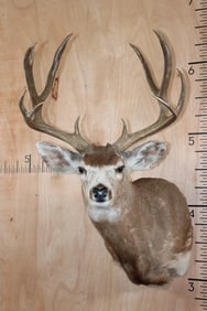 11-Point MULE DEER Shoulder Mount