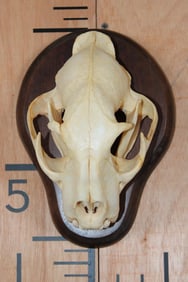 MOUNTAIN LION Skull on a Wooden Plaque