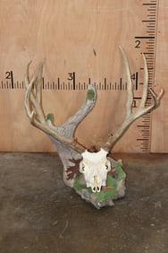 Unique MULE DEER Skull Table Pedestal Mount