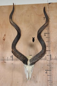 KUDU Skull with Removable Horns and a Wire Hanger
