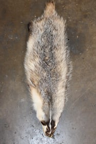 NORTH AMERICAN BADGER Hide or Pelt with No Paws or Claws