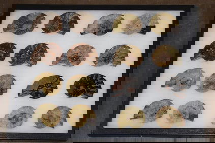 Collection of (8) Pairs of Polished AMMONITE Fossils