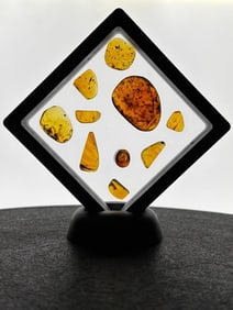 (10) Pieces of Authentic AMBER with Multiple Insect Inclusions (ONE$)