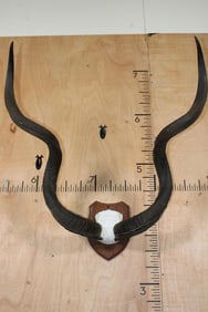KUDU Horns on a Wooden Plaque