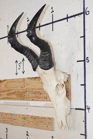RED HARTEBEEST Skull with All its Teeth