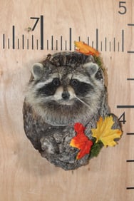 RACCOON Head Mounted in a Tree Knot with Flowers