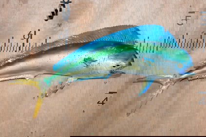 *Real Skin* MAHI MAHI FISH Mount