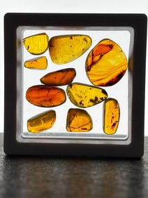 (10) Pieces of AMBER Fossil Resin with Multiple Insect Inclusions (ONE$)