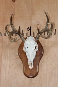 8-Point WHITETAIL DEER Skull on a Wooden Plaque