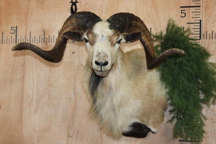 CORSICAN SHEEP Wall Pedestal