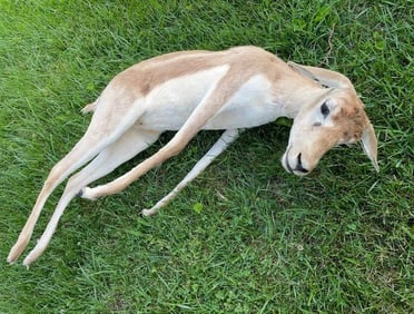 *Rarely Seen* Life-sized Female BLACKBUCK DOE "Dead" Mount