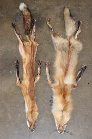 (2) RED FOX Hides with Paws (ONE$)