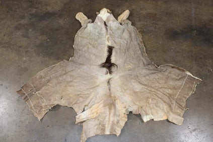 KUDU Cape for a Taxidermy Shoulder Mount