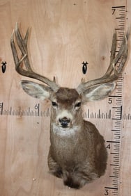 12-Point MULE DEER Shoulder Mount
