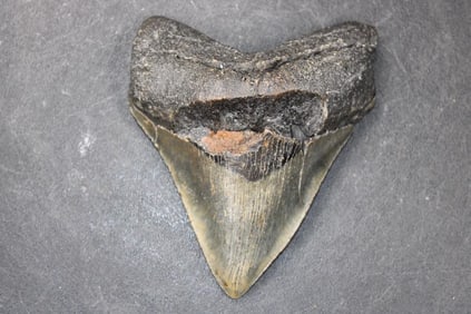 XL MEGALODON Shark Tooth Fossil