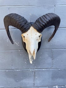 MOUFLON SHEEP Skull from Spain on a Wood Display Plaque