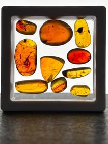 (10) Pieces of AMBER Fossil Resin with Multiple Insect Inclusions (ONE$)
