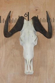 BLACK WILDEBEEST Skull