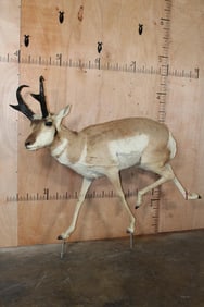 Life-sized PRONGHORN on Bolts with Reproduction Horns