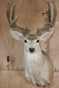12-Point MULE DEER Shoulder Mount